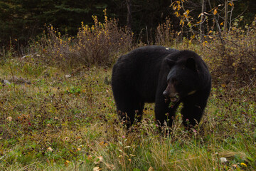 Brown bear eating in the grass