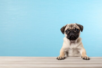 Medium shot portrait photography of a cute pug sitting against a minimalist or empty room background. With generative AI technology - obrazy, fototapety, plakaty
