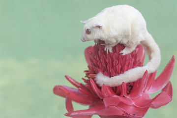 A female albino sugar glider is hunting for small insects on torch ginger flowers in full bloom....