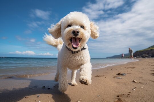 Environmental portrait photography of a happy poodle shaking his paws against a beach background. With generative AI technology