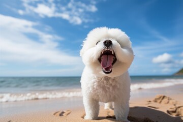 Lifestyle portrait photography of a funny bichon frise barking against a beach background. With generative AI technology - obrazy, fototapety, plakaty