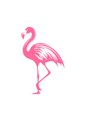 Tropical Flamingo Vector Illustration