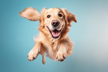 smiling golden retriever jumping in front of a pastel or soft colors background