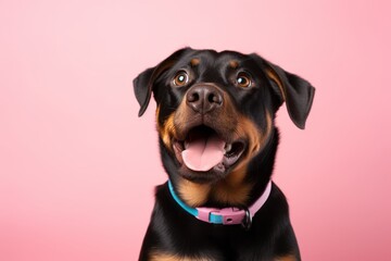 cute rottweiler barking in front of a pastel or soft colors background