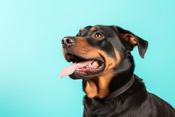 cute rottweiler barking over a pastel or soft colors background