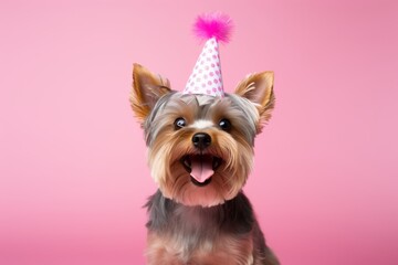 happy yorkshire terrier wearing a birthday hat while standing against a pastel or soft colors background
