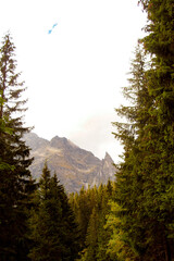 forest in the mountains
