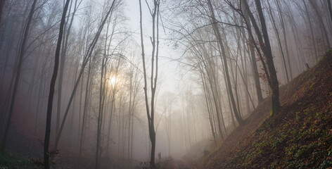 Obraz premium Road in a mystical, foggy forest. Fabulous atmosphere of an autumn morning