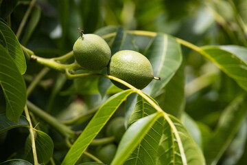 Green walnut on tree - fruit detail with leaves on background