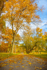 autumn trees in the park