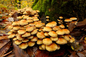 Hypholoma fasciculare (aka sulphur tuft, sulfur tuft or clustered woodlover) growing through the moss on a tree trunk
