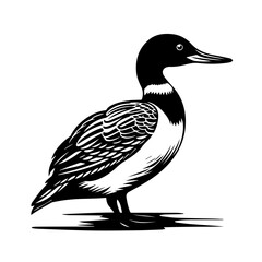  Loon Bird Vector Illustration
