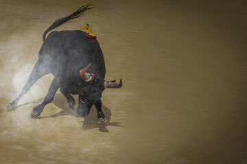 close-up oif a charging bull in a bullfight