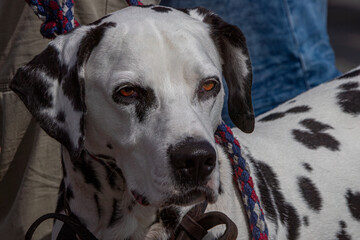 close-up front view portrait of a Dalmation dog.