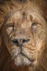 front view portrait of a male lion