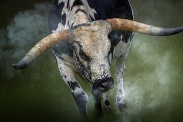 close-up of a charging bull with long horns and a cloud of dust