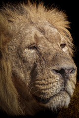 close-up side view portrait of a male lion