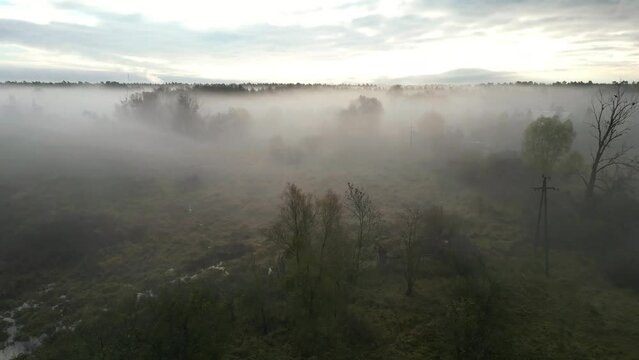 misty forest on a moning sunrise, 