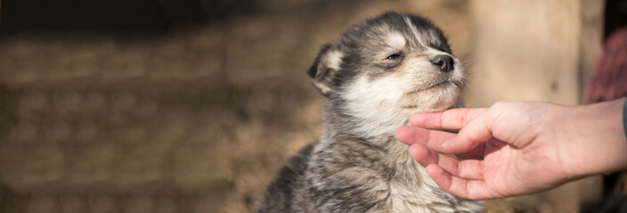woman hand in dog mouth