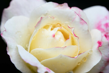 Closeup or macro picture of White Lies rose petal, can be used as background.