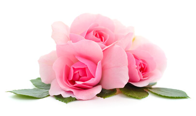 Naklejka premium Beautiful pink roses.