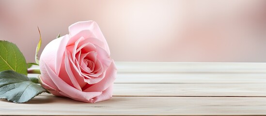 vintage wood background, a delicate pink rose rests on a white table, bathed in soft light,...