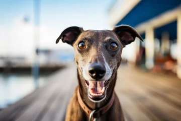 Rolgordijnen smiling greyhound sitting while standing against boardwalks and piers background © Markus Schröder