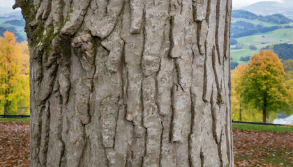 bark of maple tree