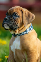 Boxer Puppy