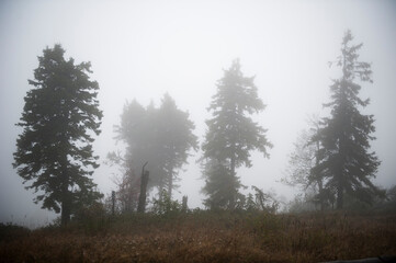 Silhouetten von Kiefern im Nebel mit Gebüschen und Trampelpfad im Vordergrund