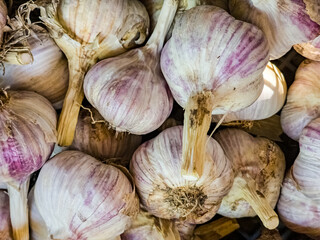 Garlic pile background. Fresh harvested garlic on market table closeup photo. Vitamin healthy food...