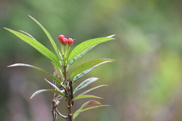 red flower in the forest