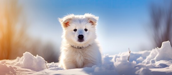 In the midst of a snowy winter day, a beautiful young white puppy happily explores the nature, its cute face glowing in the sun-kissed snow, showcasing the natural beauty of this adorable animal in