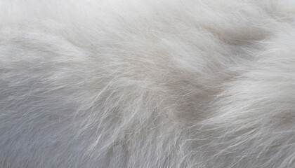 white gray background of dog fur with soft texture