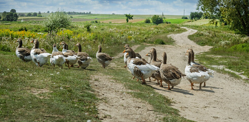 Flock of domestic geese walking on a path countryside, rear view
