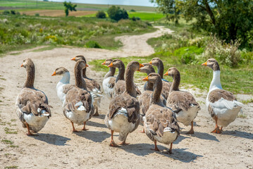 domestic geese go to the reservoir outside the village