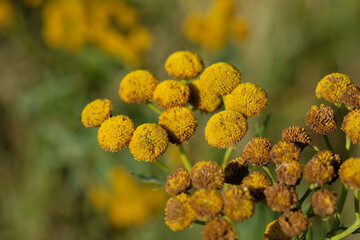 close up of yellow flowers