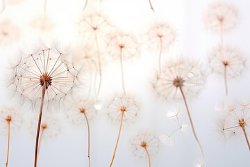  a close up of a dandelion with drops of water on the dandelion's petals in the foreground.