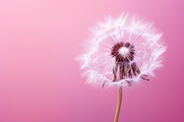  a dandelion on a pink background with a blurry image of the dandelion in the foreground.