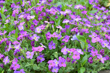 Aubrieta blooms in a flower bed in the garden