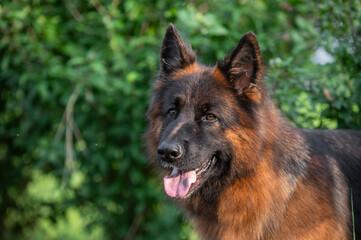 german shepherd dog portrait