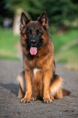 portrait of a german shepherd dog