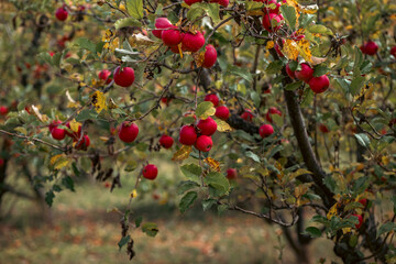 red apples on a tree
