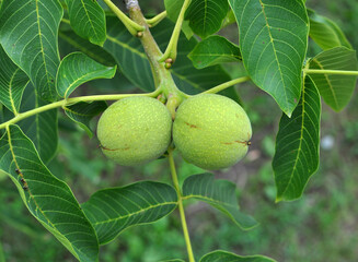 Fototapeta premium A green, unripe, soft skin walnut with part of a tree branch