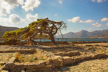 Tree on ruins with mountains and sea in the background. View from Spinalonga.