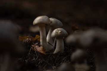 Close up of three fungi on a pine forest floor