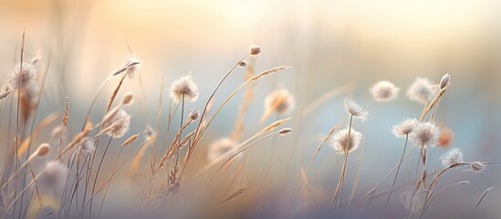 In the abstract botanic background of the winter meadow, a tuft of grass gracefully sways under the soft light, adorned with delicate floral flowers.