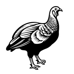 Turkey Bird Vector Illustration