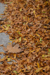 Fall colors Autumn romantic picturesque landscape scenery in Montreal, Quebec Canada Indian Summer natural beauty glowing changing leaves residential houses hoods