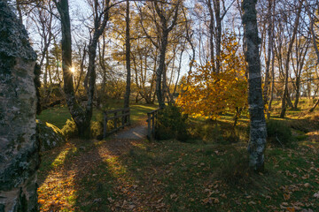 Autumnal Colors in birch forest with wooden bridge over creek in golden evening sunlight during sunset, Vale do Rossim, Serra da Estrela, Portugal © Sebastian